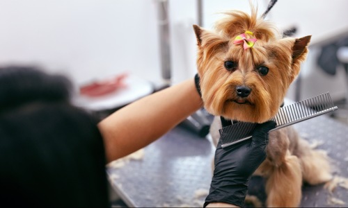 Pet Amenities Cover Image