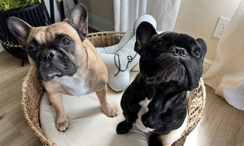 Breed Restrictions Cover Image