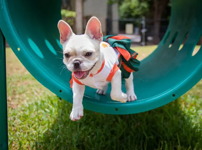 French bulldog in action