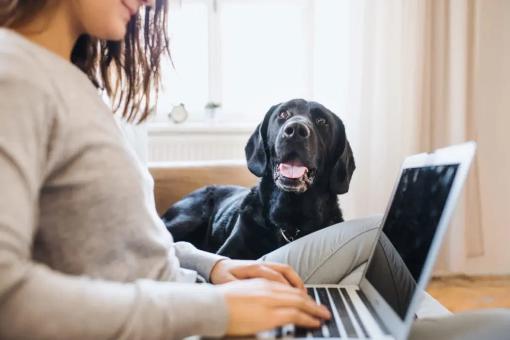Woman and laptop with dog