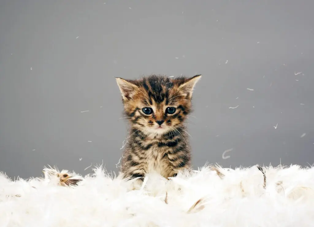 kitten on feathers