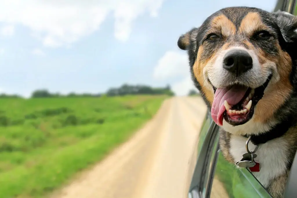 dog sticking head out car window