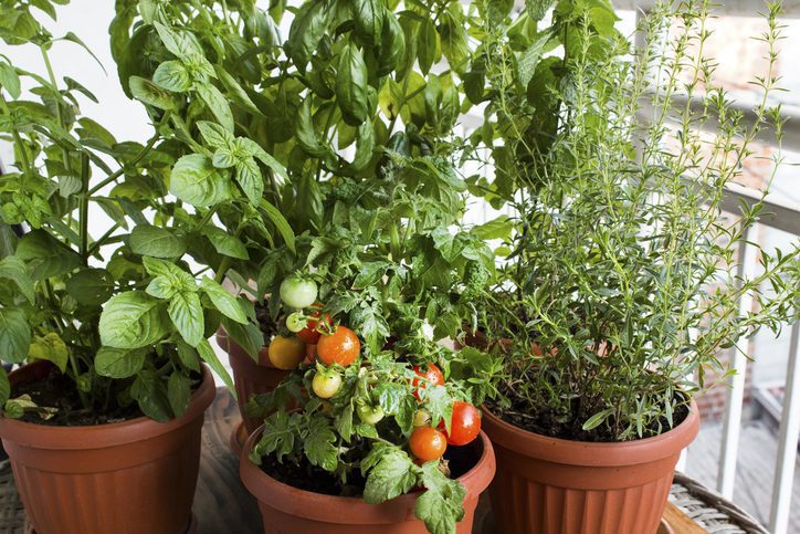 Mini Gardening Growing Vegetables In Containers The Addison At