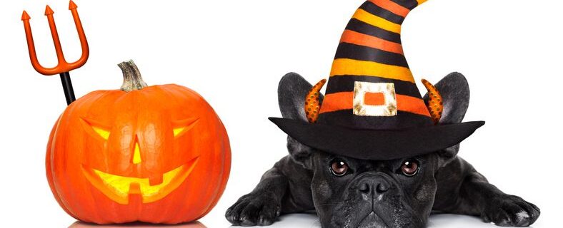halloween devil french bulldog dog beside a pumpkin, scared and frightened, with pumpkin, isolated on white background