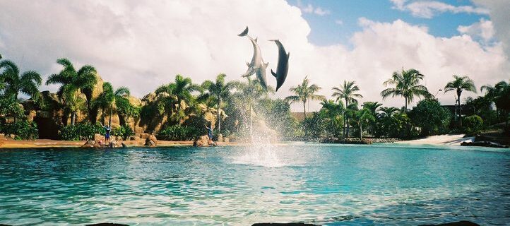 Dolphins jumping above the water
