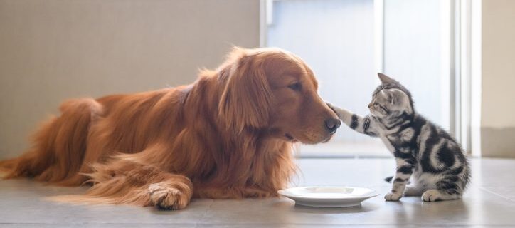 Kitty and Golden Retriever share food dog and cat