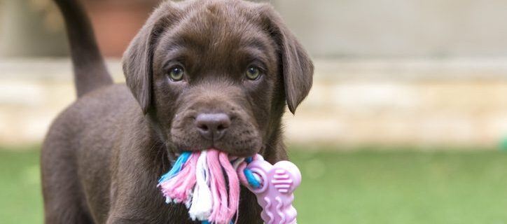 A puppy chocolate brown labrador retriever with his favourite toy.