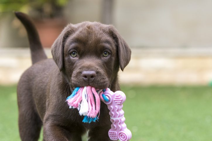 A puppy chocolate brown labrador retriever with his favourite toy.