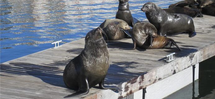Wild african seals in Capetown at Victoria and Alfred Waterfront