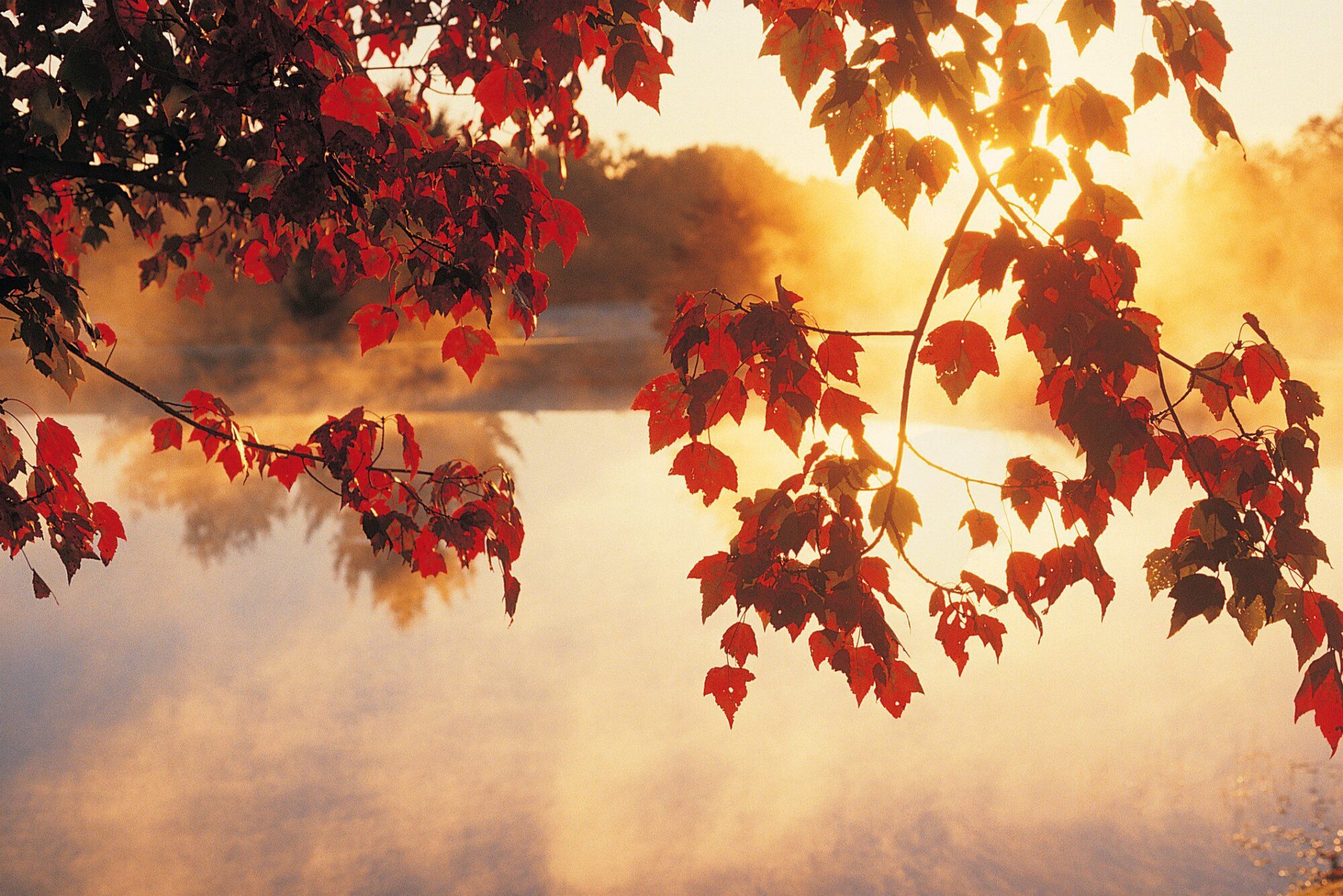 Fall landscape with red leaves and lake