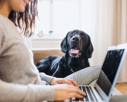 Woman and laptop with dog